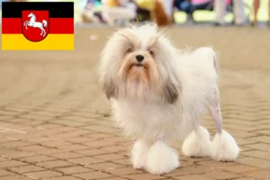 Lire la suite à propos de l’article Éleveurs de lionceaux et chiots en Basse-Saxe