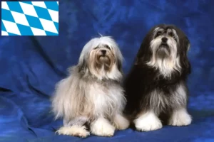 Lire la suite à propos de l’article Éleveurs de lionceaux et chiots en Bavière