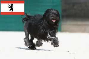 Lire la suite à propos de l’article Éleveurs de lionceaux et chiots à Berlin