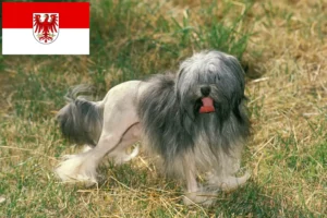 Lire la suite à propos de l’article Éleveurs de lionceaux et chiots dans le Brandebourg