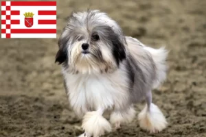 Lire la suite à propos de l’article Éleveurs de lionceaux et chiots à Brême