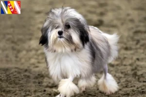 Lire la suite à propos de l’article Éleveurs de lionceaux et chiots en Grand Est