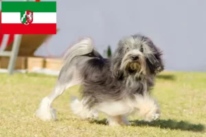 Lire la suite à propos de l’article Éleveurs de lionceaux et chiots en Rhénanie du Nord-Westphalie
