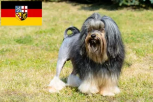 Lire la suite à propos de l’article Éleveurs de lionceaux et chiots en Sarre