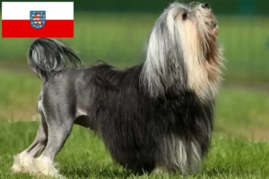 Lire la suite à propos de l’article Éleveurs de lionceaux et chiots en Thuringe