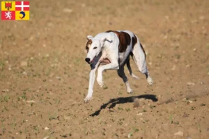 Lire la suite à propos de l’article Éleveurs de Magyar Agar et chiots en Auvergne-Rhône-Alpes