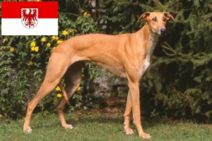 Lire la suite à propos de l’article Magyar Agar éleveurs et chiots dans le Brandebourg