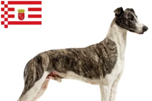 Lire la suite à propos de l’article Magyar Agar éleveurs et chiots à Brême