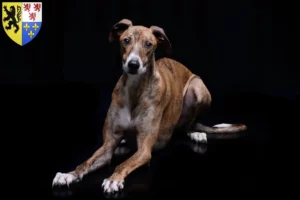 Lire la suite à propos de l’article Éleveurs et chiots de Magyar Agar en Hauts-de-France