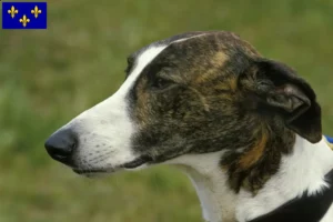 Lire la suite à propos de l’article Éleveurs et chiots de Magyar Agar en Île-de-France