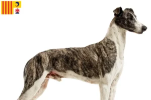 Lire la suite à propos de l’article Magyar Agar éleveurs et chiots en Provence-Alpes-Côte d’Azur