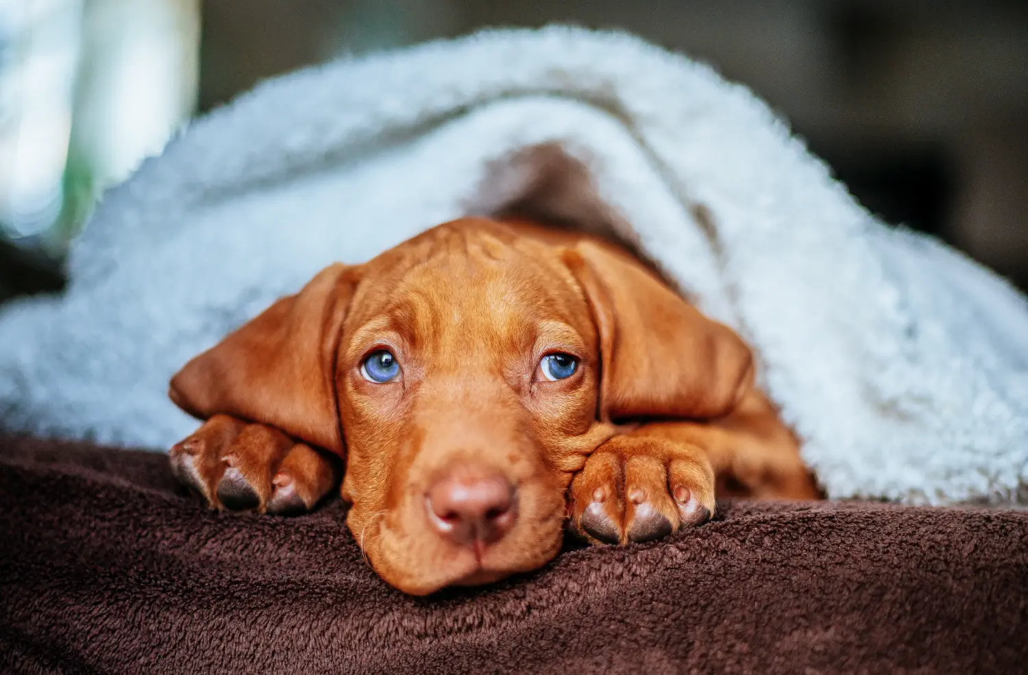 Acheter un chiot Magyar Vizsla, c'est prendre ses responsabilités ! Acheter des chiots Magyar Vizsla.