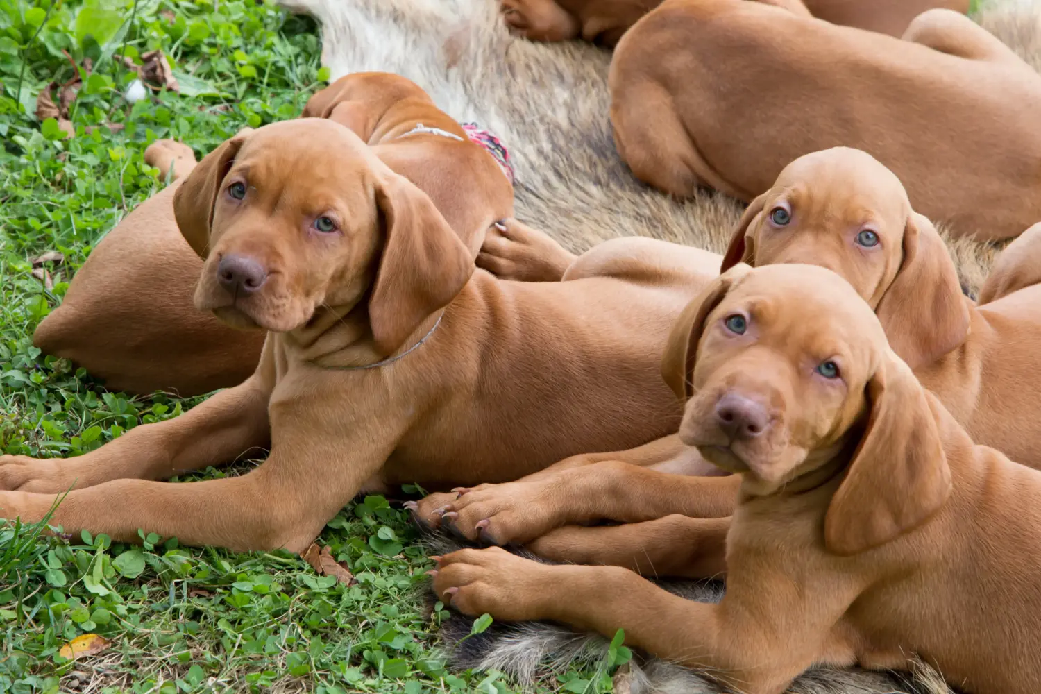 Acheter un chiot Magyar Vizsla, c'est prendre ses responsabilités ! Acheter des chiots Magyar Vizsla.