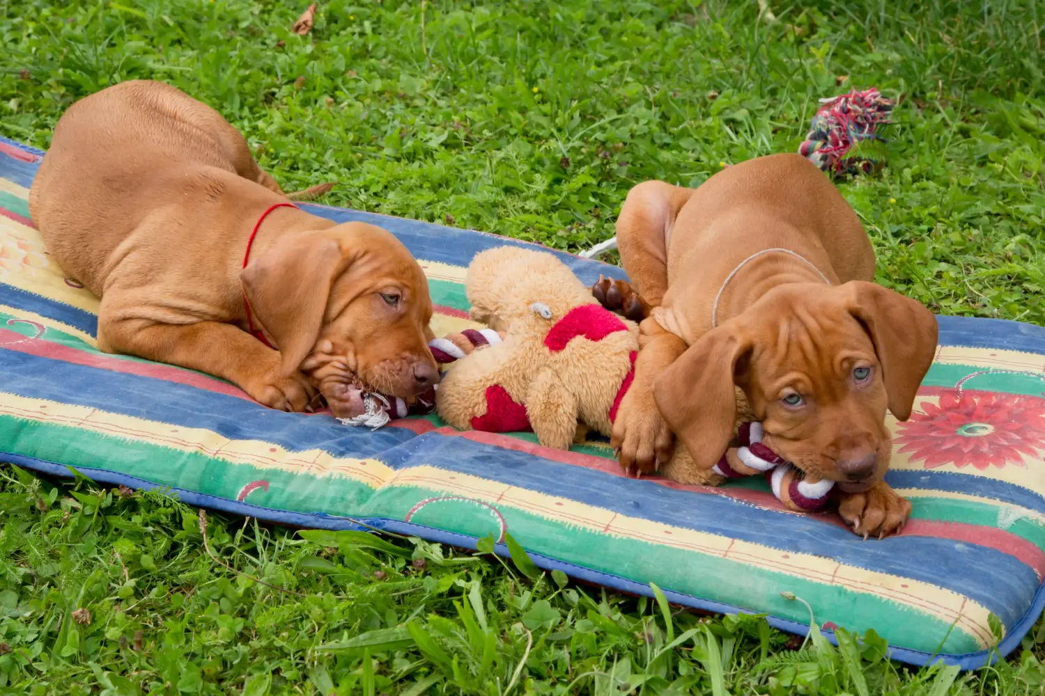 Acheter un chiot Magyar Vizsla, c'est prendre ses responsabilités ! Acheter des chiots Magyar Vizsla.