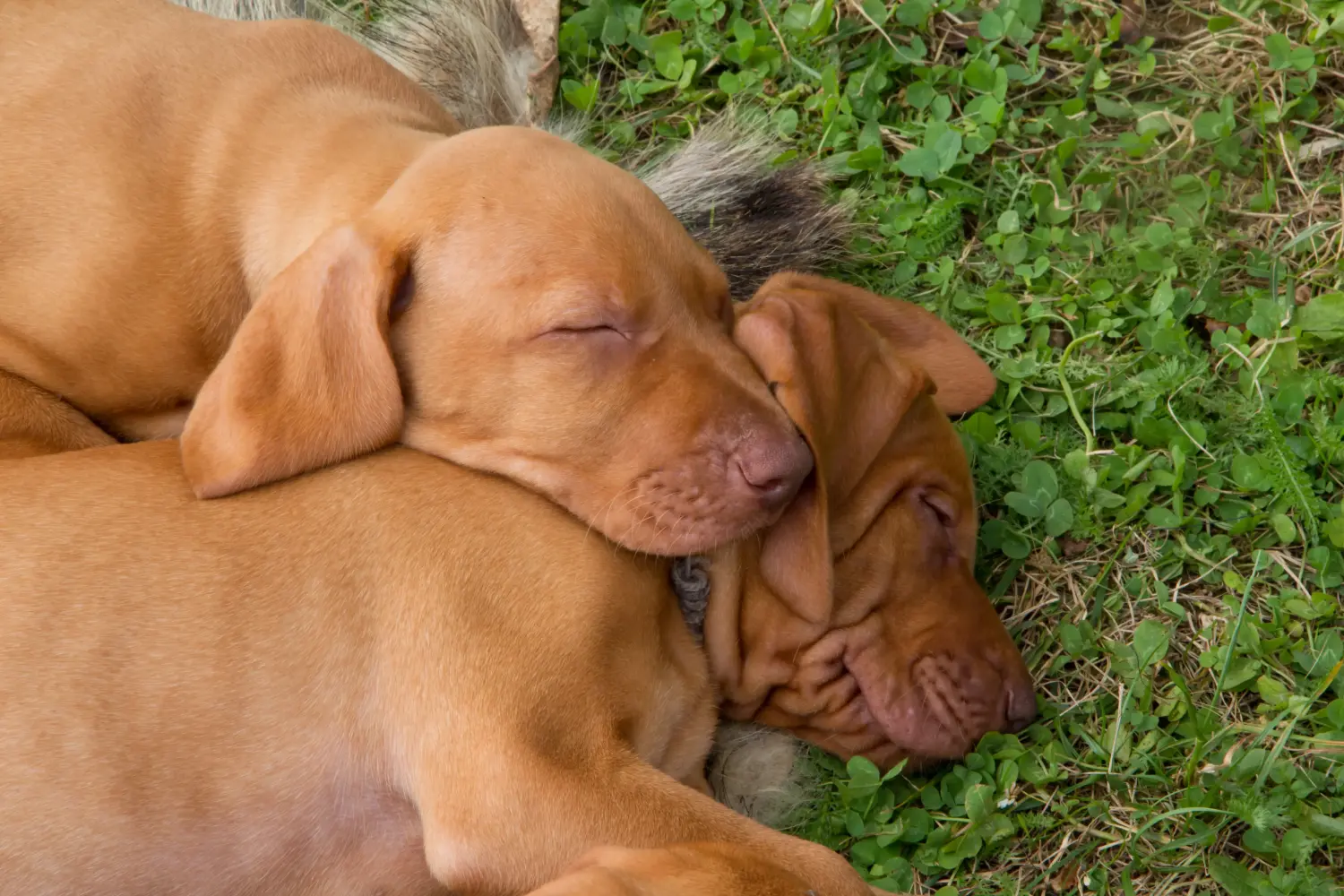 Acheter un chiot Magyar Vizsla, c'est prendre ses responsabilités ! Acheter des chiots Magyar Vizsla.