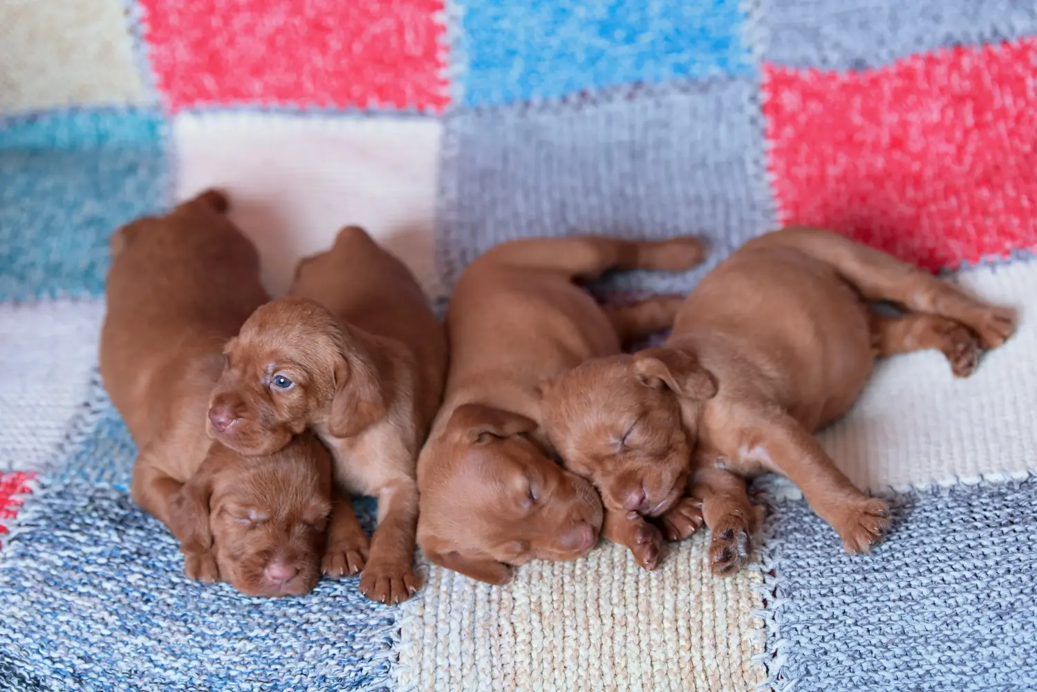 Acheter un chiot Magyar Vizsla, c'est prendre ses responsabilités ! Acheter des chiots Magyar Vizsla.