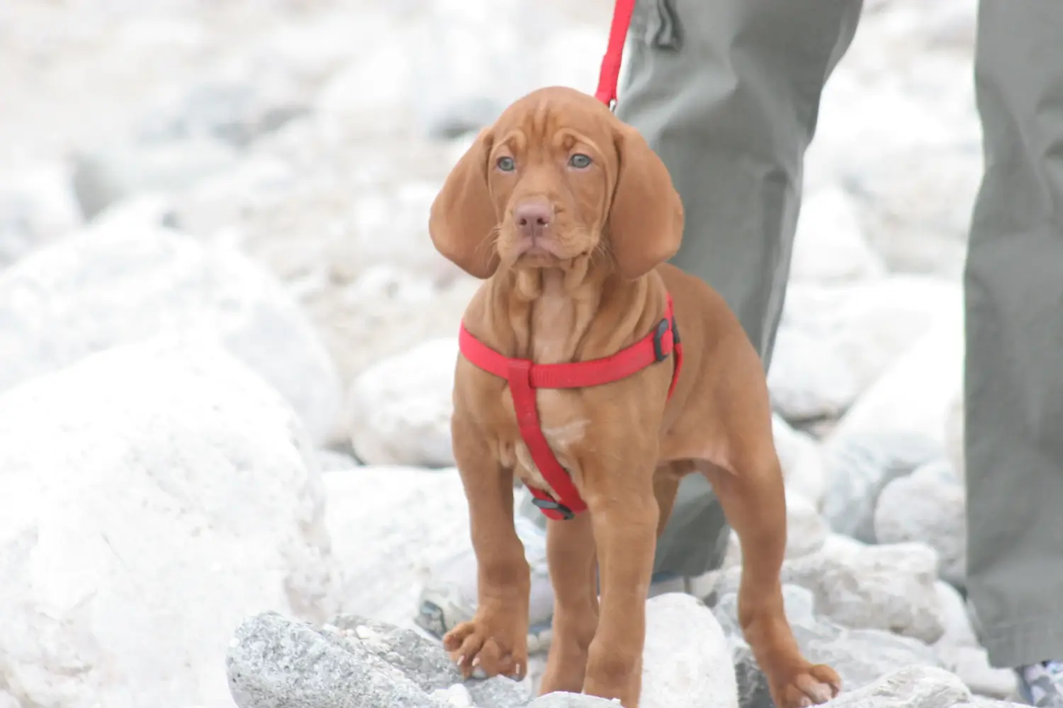 Acheter un chiot Magyar Vizsla, c'est prendre ses responsabilités ! Acheter des chiots Magyar Vizsla.