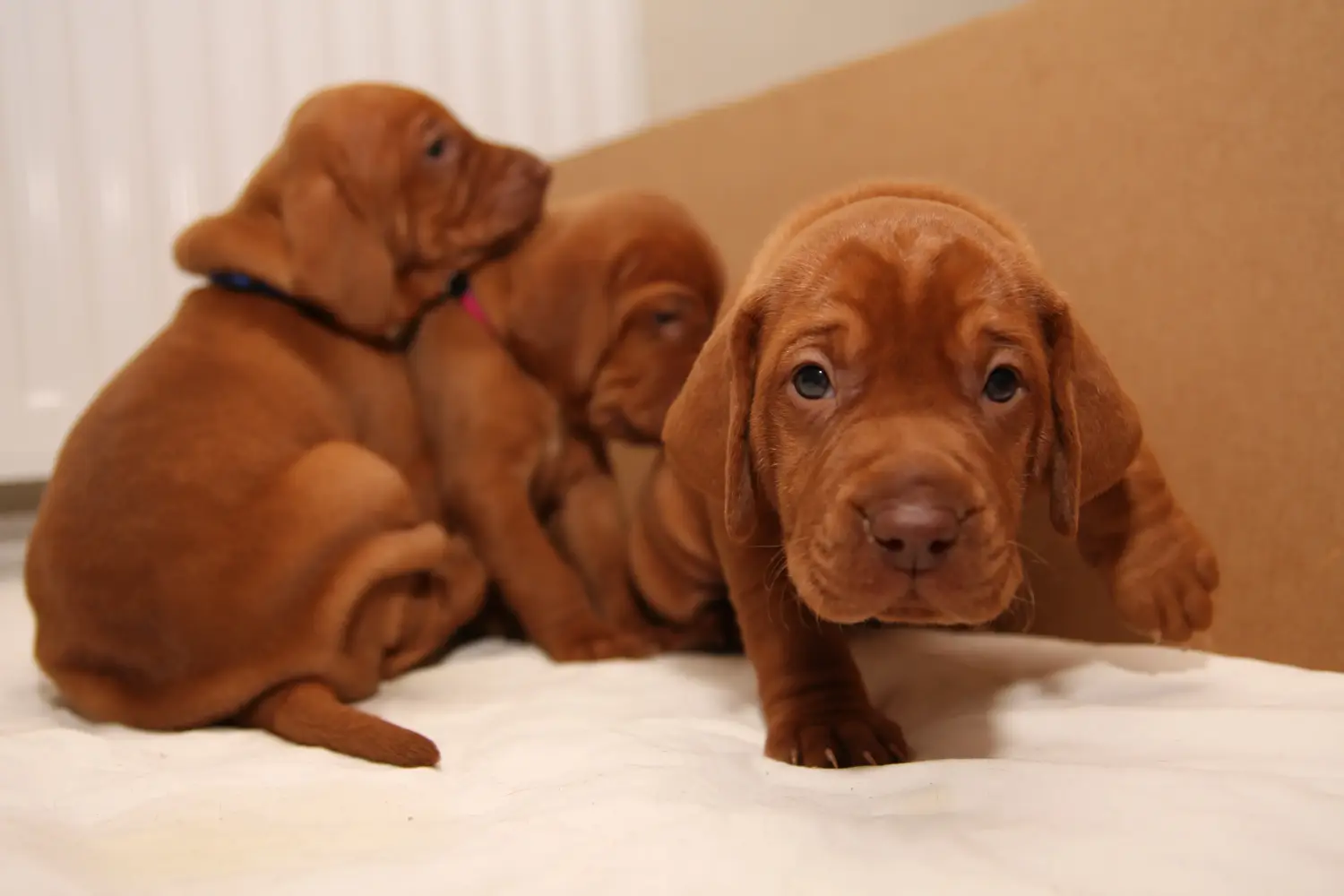 Acheter un chiot Magyar Vizsla, c'est prendre ses responsabilités ! Acheter des chiots Magyar Vizsla.