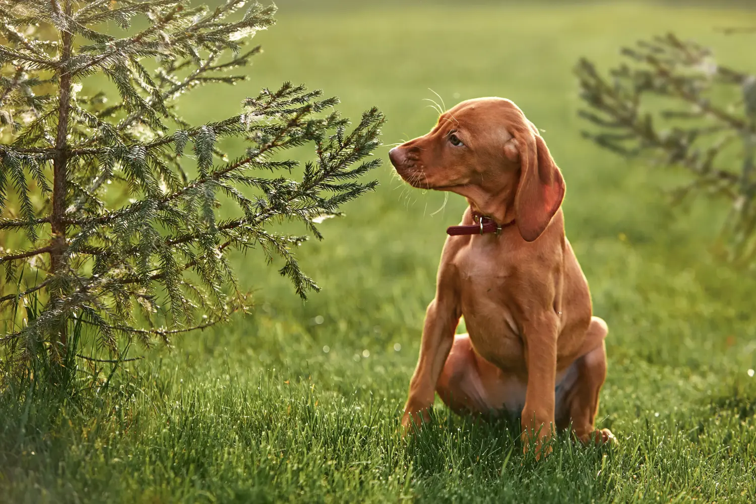 Acheter un chiot Magyar Vizsla, c'est prendre ses responsabilités ! Acheter des chiots Magyar Vizsla.