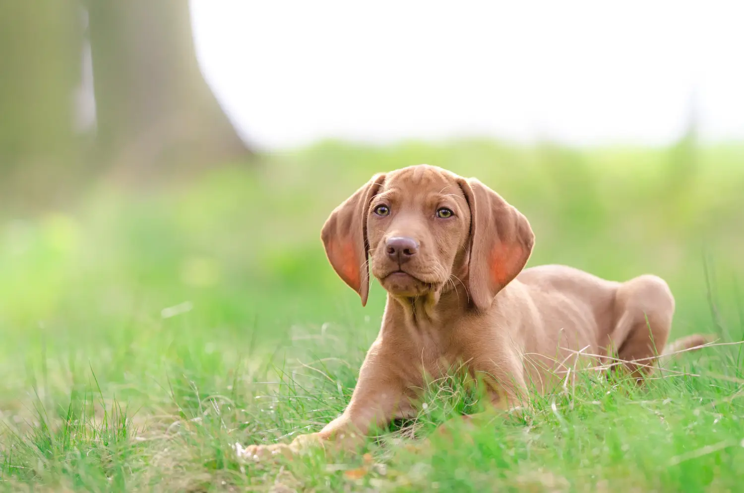 Acheter un chiot Magyar Vizsla, c'est prendre ses responsabilités ! Acheter des chiots Magyar Vizsla.