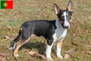 Lire la suite à propos de l’article Éleveurs de Miniature Bull Terrier et chiots au Portugal