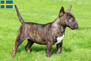 Lire la suite à propos de l’article Éleveurs de Miniature Bull Terrier et chiots en Suède