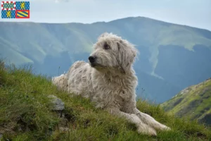 Lire la suite à propos de l’article Mioritic éleveurs et chiots en Bourgogne-Franche-Comté
