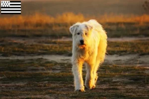 Lire la suite à propos de l’article Mioritic éleveurs et chiots en Bretagne