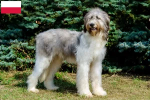 Lire la suite à propos de l’article Mioritic Éleveurs et chiots en Pologne