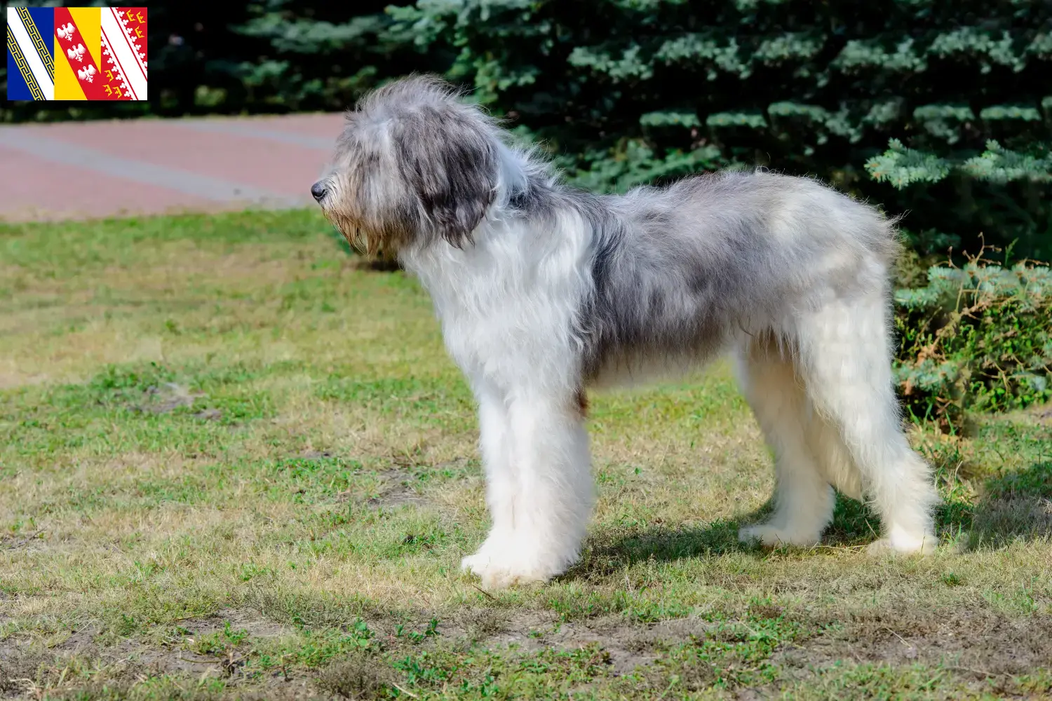 Mioritic Chiots et éleveurs Grand Est Ici, tu trouveras des éleveurs de mioritiques dans le Grand Est.