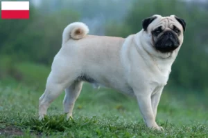 Lire la suite à propos de l’article Éleveurs de balais à frange et chiots en Pologne