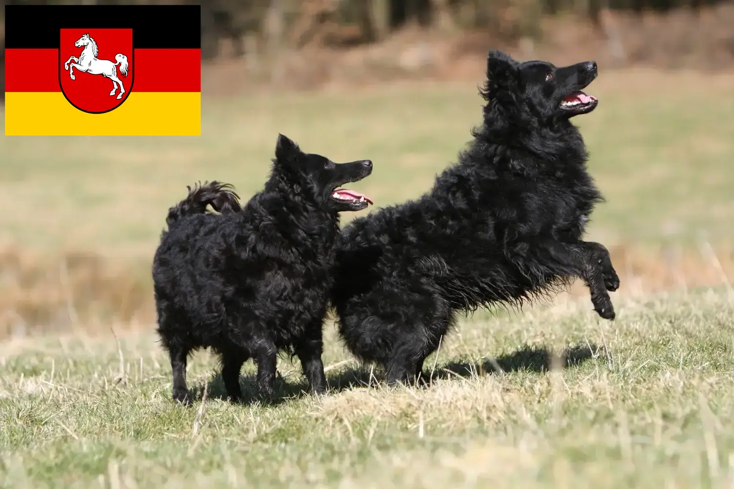 Mudi chiots et éleveurs Basse-Saxe Ici, tu trouveras les éleveurs de Mudis en Basse-Saxe.