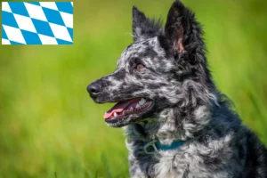 Lire la suite à propos de l’article Éleveurs de Mudi et chiots en Bavière