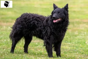 Lire la suite à propos de l’article Éleveurs de mudi et chiots en Corse