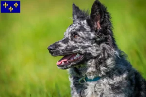 Lire la suite à propos de l’article Éleveurs de Mudi et chiots en Île-de-France