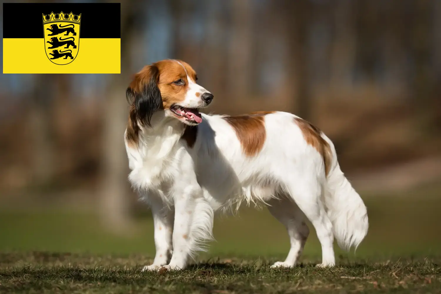 Nederlandse Kooikerhondje chiots et éleveurs Baden-Württemberg Ici tu trouves des éleveurs de Nederlandse Kooikerhondje en Baden-Württemberg.