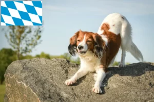 Lire la suite à propos de l’article Nederlandse Kooikerhondje éleveurs et chiots en Bavière