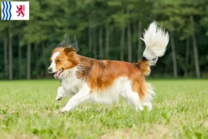 Lire la suite à propos de l’article Nederlandse Kooikerhondje éleveurs et chiots en Nouvelle-Aquitaine