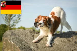Lire la suite à propos de l’article Nederlandse Kooikerhondje éleveurs et chiots en Rhénanie-Palatinat