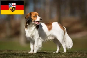 Lire la suite à propos de l’article Nederlandse Kooikerhondje éleveurs et chiots en Sarre