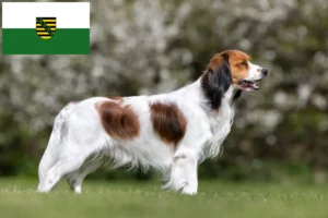 Lire la suite à propos de l’article Nederlandse Kooikerhondje éleveurs et chiots en Saxe