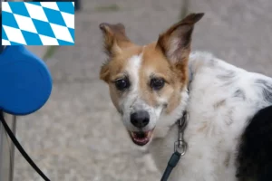 Lire la suite à propos de l’article Norrbottenspitz Éleveurs et chiots en Bavière