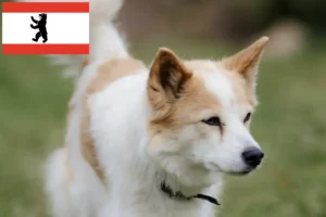 Lire la suite à propos de l’article Norrbottenspitz Éleveurs et chiots à Berlin