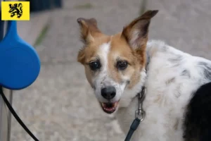 Lire la suite à propos de l’article Norrbottenspitz Éleveurs et chiots en Flandre