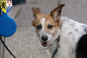 Lire la suite à propos de l’article Norrbottenspitz Éleveurs et chiots en Hauts-de-France