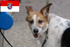 Lire la suite à propos de l’article Norrbottenspitz Éleveurs et chiots en Hesse