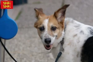 Lire la suite à propos de l’article Norrbottenspitz Éleveurs et chiots en Normandie