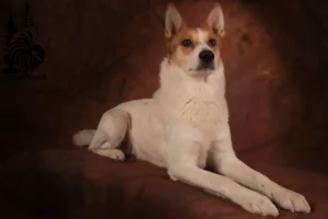 Lire la suite à propos de l’article Norrbottenspitz Éleveurs et chiots en Nouvelle-Calédonie
