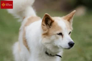 Lire la suite à propos de l’article Norrbottenspitz Éleveurs et chiots en Occitanie