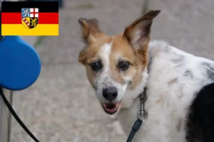 Lire la suite à propos de l’article Norrbottenspitz Éleveurs et chiots en Sarre